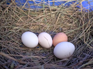 Leghorn and Wyandotte eggs in nest