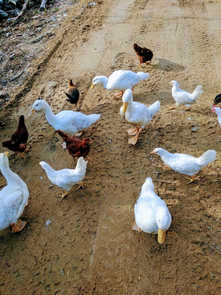 Pekin ducks and chickens free-ranging on the homestead road