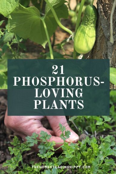 Phosphorus Loving Plants