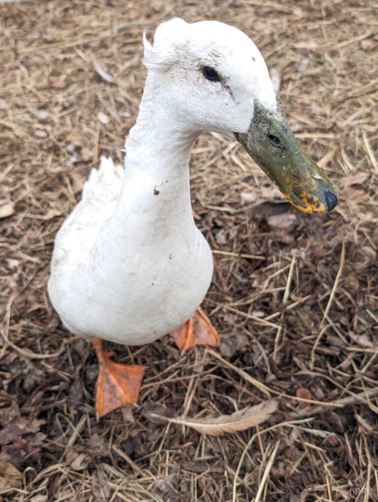 a white crested duck
