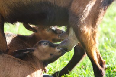 two alpine baby goats suckling milk from mom