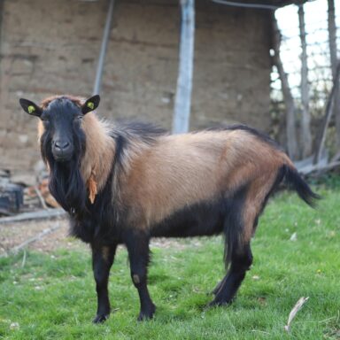 an alpine billy goat
