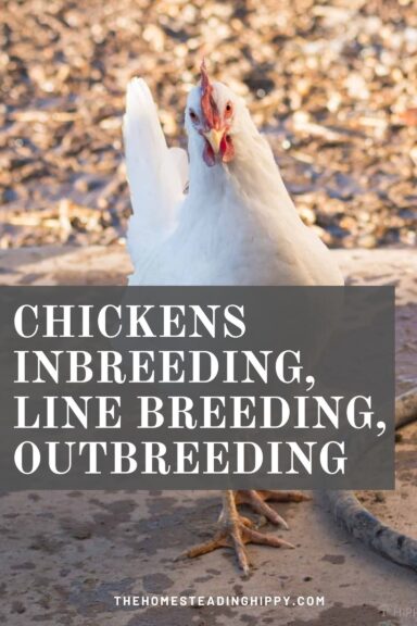 chickens inbreeding pin