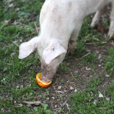 a piglet eating half an orange