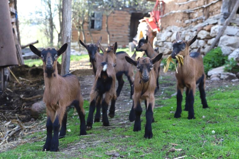 six alpine baby goats