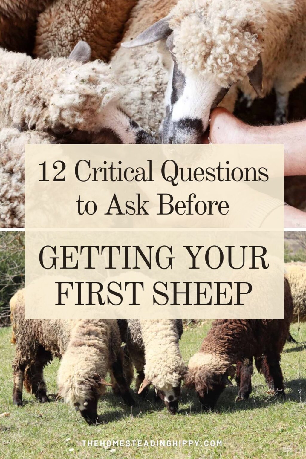 12 Critical Questions to Ask Before Getting Your First Sheep