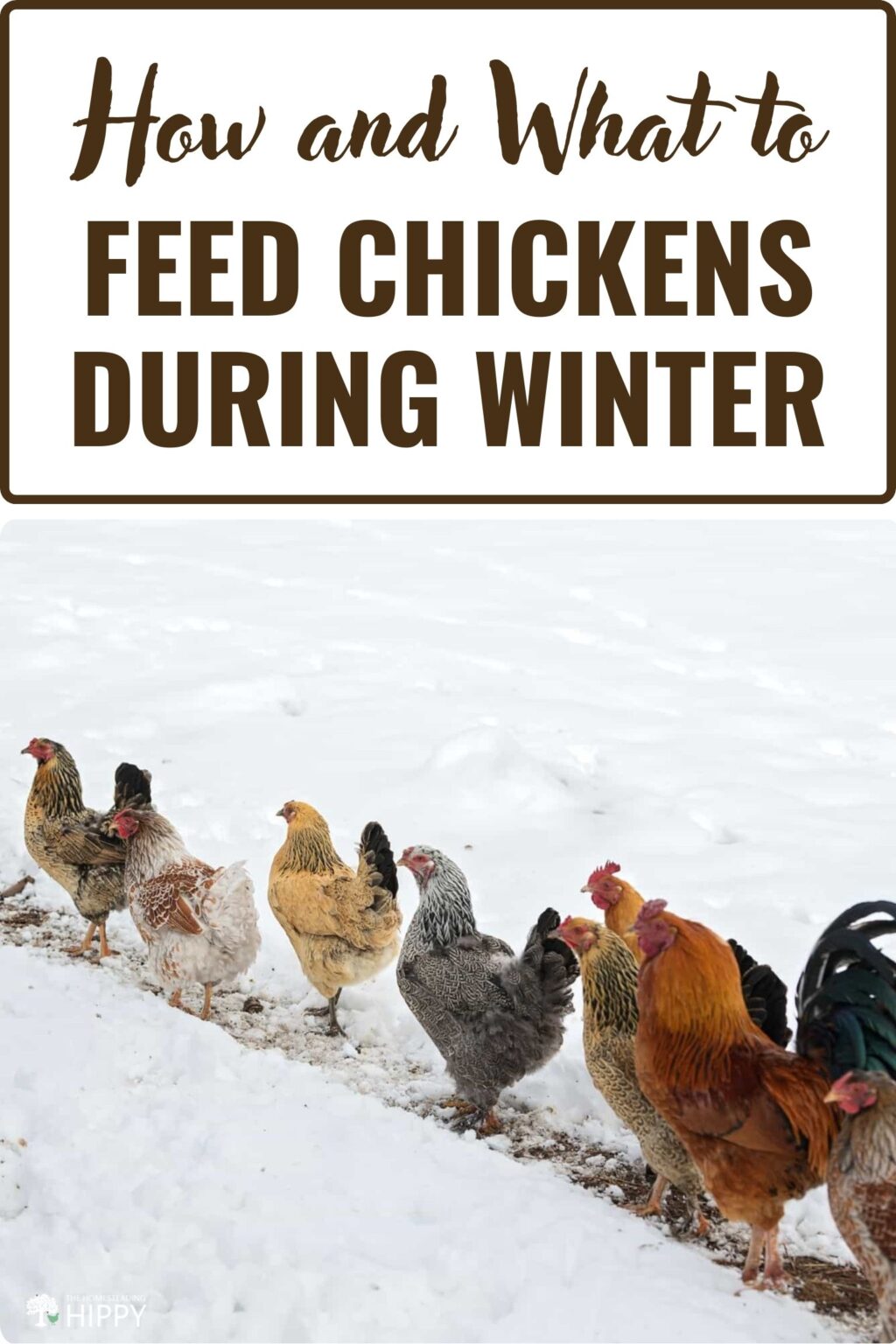 Picture of Here's How and What to Feed Chickens During Winter