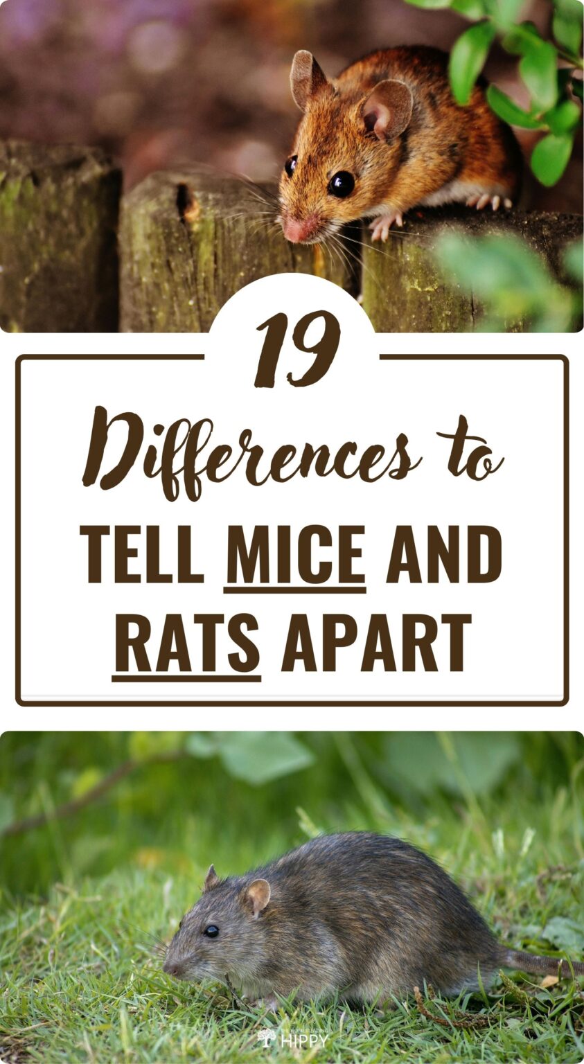Farm Rats Vs Lab Rats Mice vs. Rats: 19 Differences To Tell Them Apart
