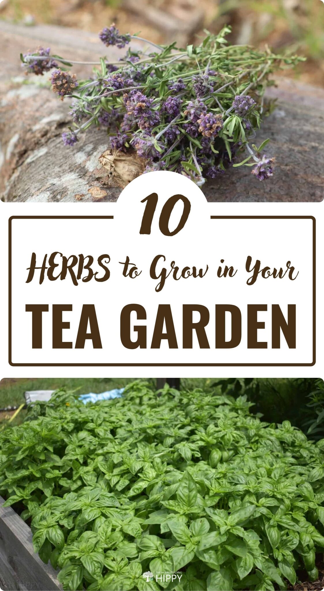 Top 10 Herbs to Grow in Your Tea Garden