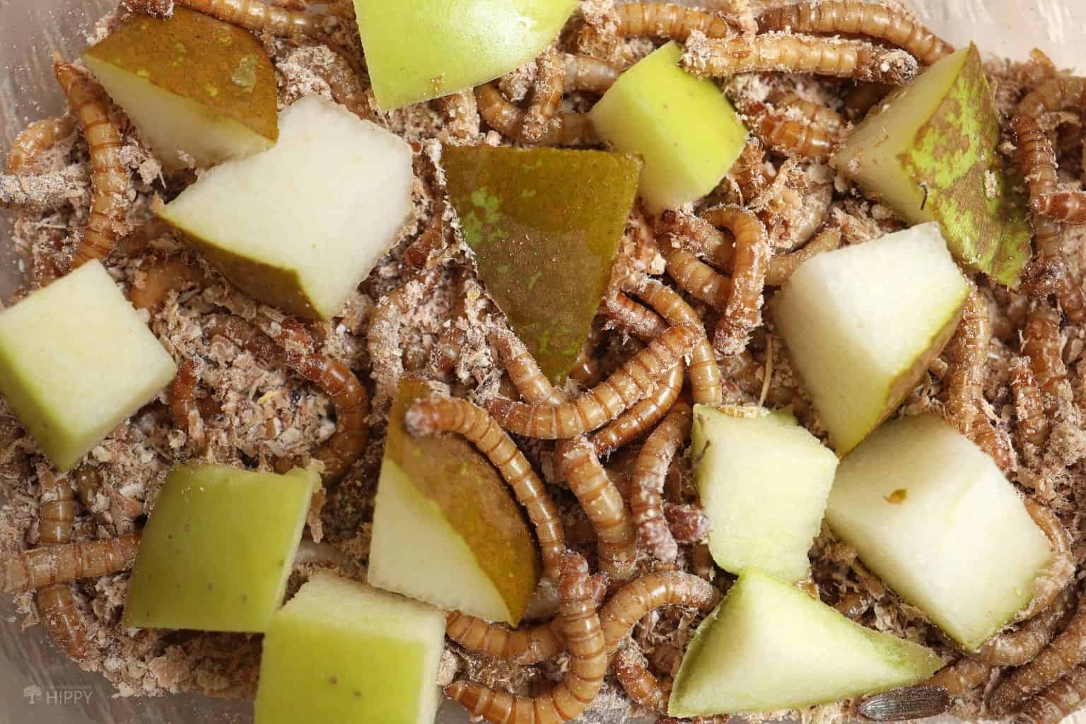18 Things You Can Feed Your Mealworms