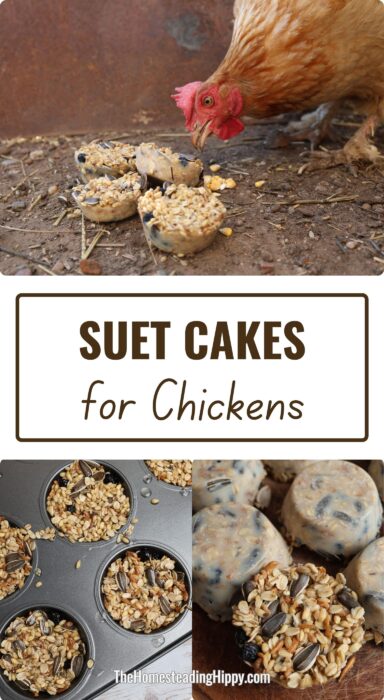 chickens suet cakes pin