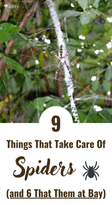 getting rid of spiders pin