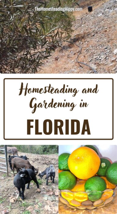 homesteading in Florida pin
