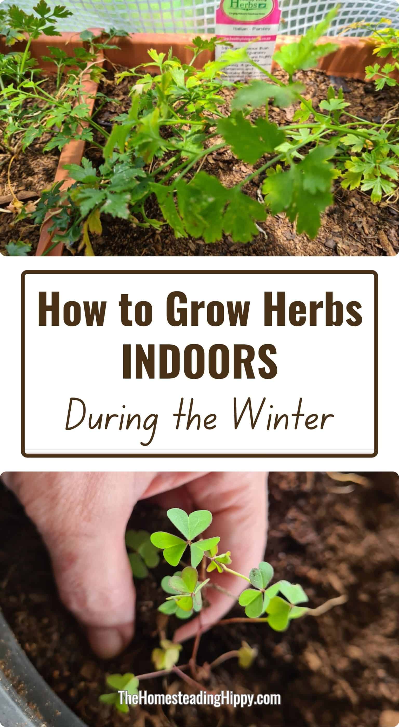 How to Grow Herbs Indoors During the Winter
