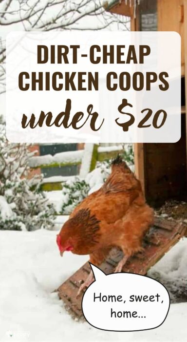 cheap chicken coops pin