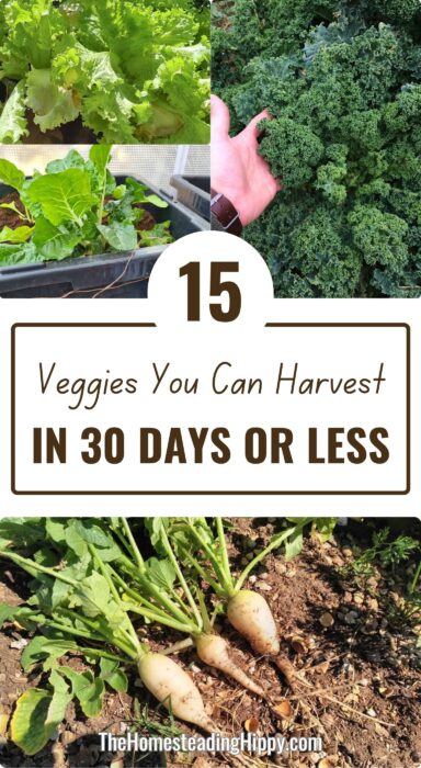 fast-growing veggies pin fast-growing veggies pin