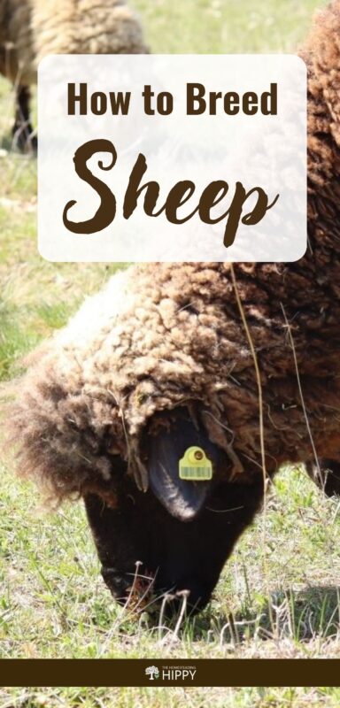 breeding sheep pin