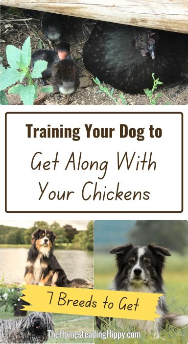 dogs and chickens pin