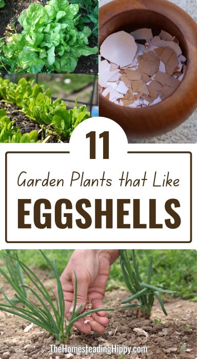 eggshell plants pin
