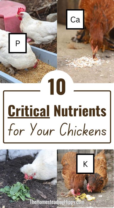 chickens micronutrients pin