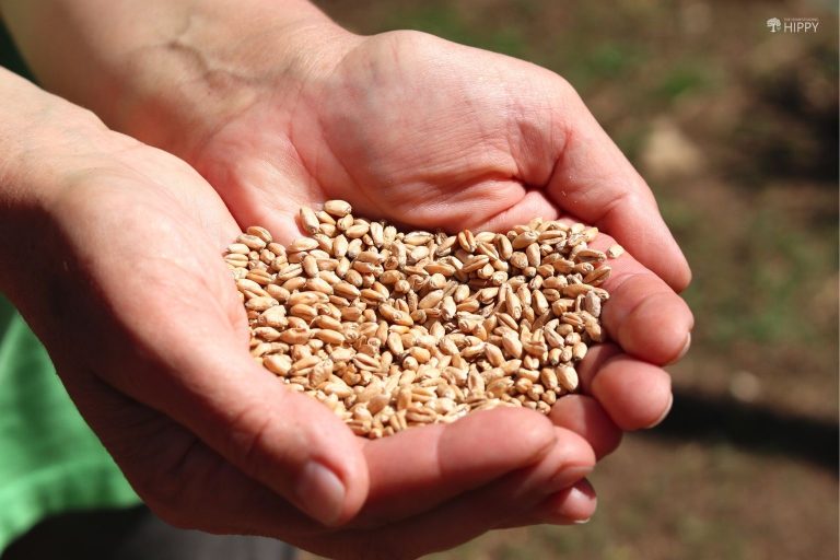 red winter wheat berries