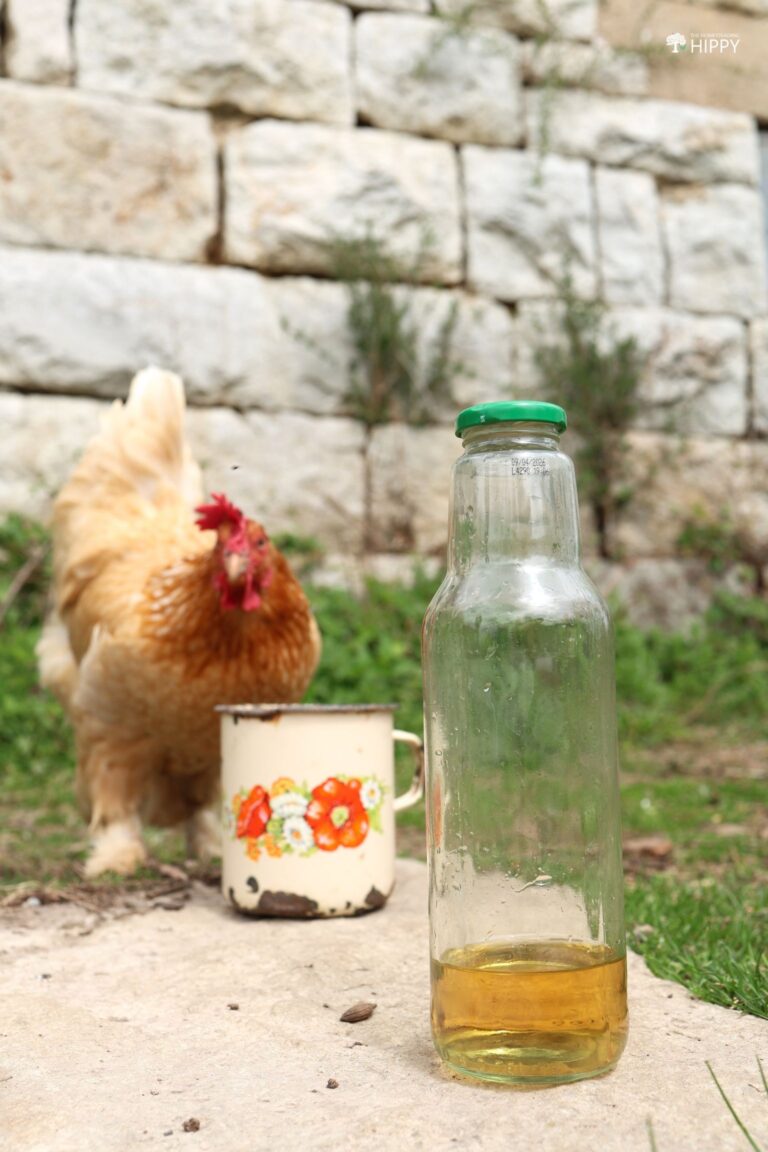 chicken drinking water mixed with ACV