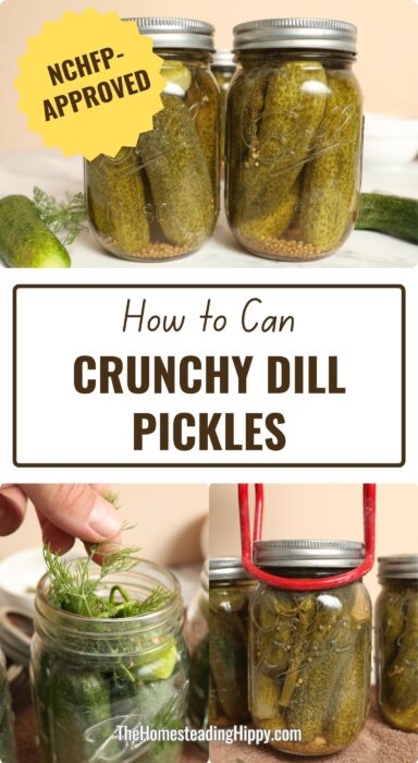 canning dill pickles pin