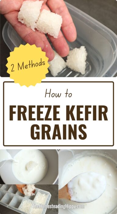 freezing kefir grains pin