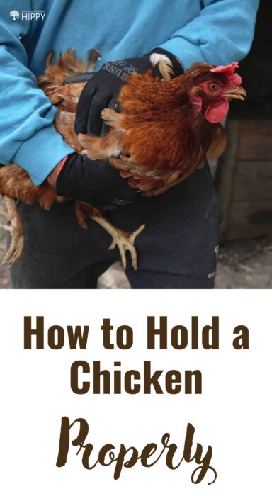 holding a chicken pin