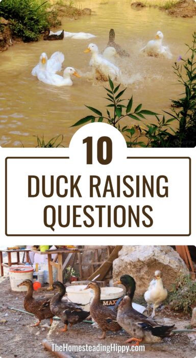 raising ducks questions pin