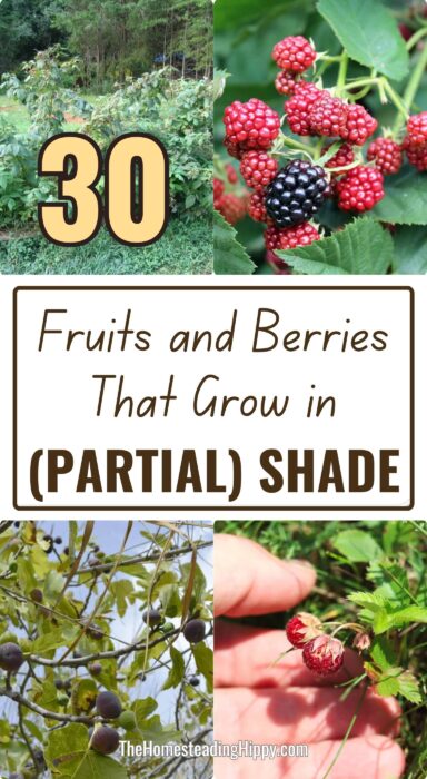 shade-loving fruits berries pin