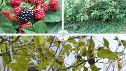 shade-loving plants collage
