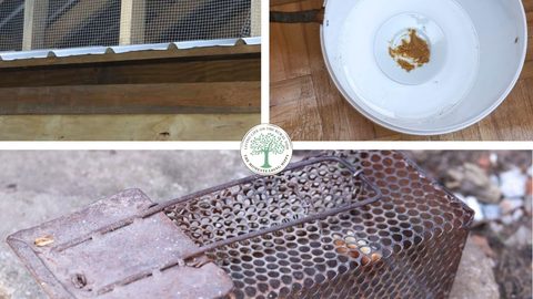 rat deterrents collage