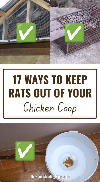 rats in chicken coop pin