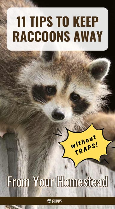 repelling raccoons pin