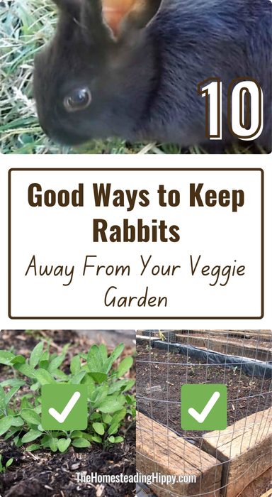 keeping rabbits away from veggie gardens pin